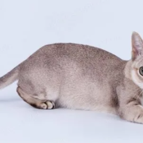 Сингапурская кошка Сингапурская кошка