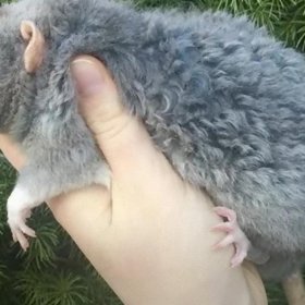 Кудрявая крыса (рэкс) Кудрявая крыса (рэкс)