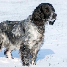 Русский охотничий спаниель Русский охотничий спаниель