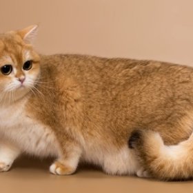 Шиншилла Шиншилла