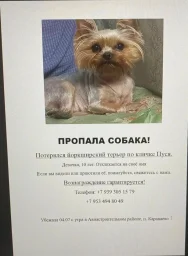 Пропал йоркширский терьер Пропал йоркширский терьер