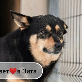 Зита ищет дом! Зита ищет дом!