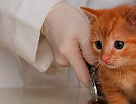 Зооветцентр по лечению животных и птиц "Пеликан"