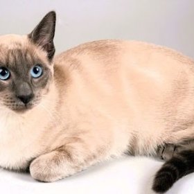 Тайская кошка Тайская кошка
