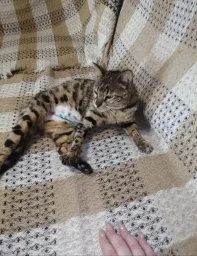 Кошка бенгалка в добрые руки