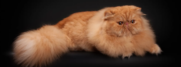 Персидская кошка Персидская кошка