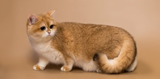 Шиншилла Шиншилла