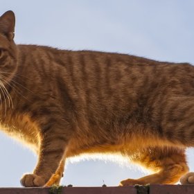 Мэнская кошка Мэнская кошка