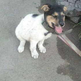 Щенку нужен дом