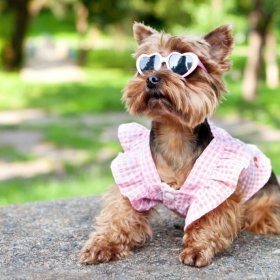 Собака мечты или собака из тренда? Советы по выбору питомца