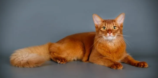 Сомалийская кошка