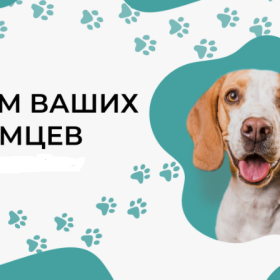 Центр ветеринарной помощи "Четыре лапки" г. Нижнекамск