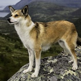Норвежский лундехунд Норвежский лундехунд