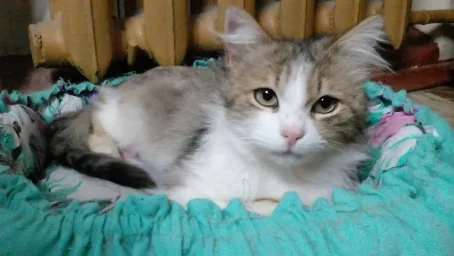 Коту Яше нужен дом! Коту Яше нужен дом!