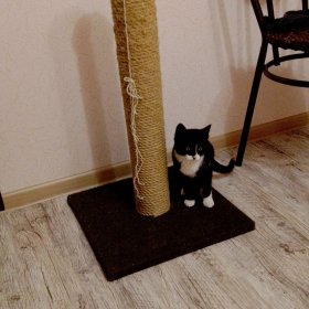 Найдена кошка, ищем добрые ручки!