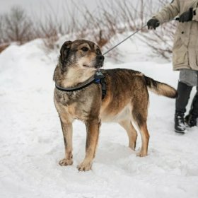 Оскар хочет стать домашним! 1
