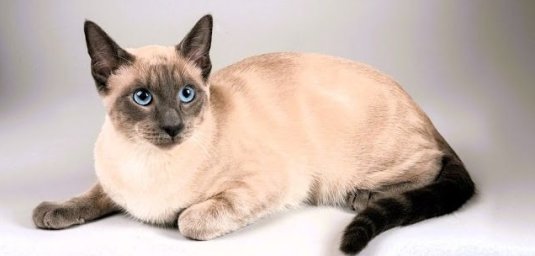 Тайская кошка Тайская кошка