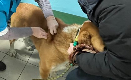 Ветеринарный пункт с. Большие Ключи г. Зеленодольск