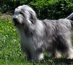 Бородатый колли (бирди) Бородатый колли (бирди)