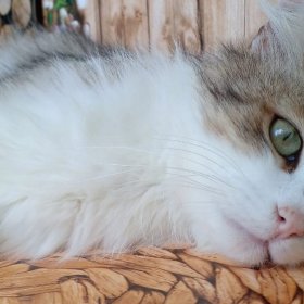 Коту Яше нужен дом! 1
