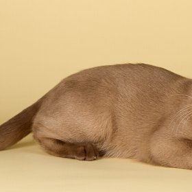 Бурманская кошка Бурманская кошка