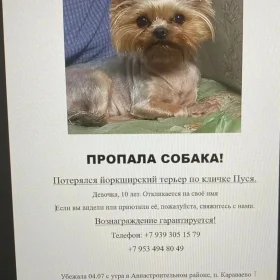 Пропал йоркширский терьер