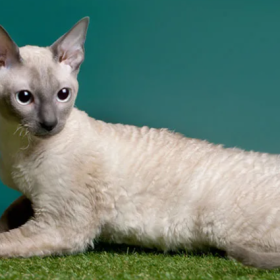 Корниш-рекс Корниш-рекс
