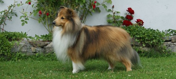 Шелти (мини-колли) Шелти (мини-колли)