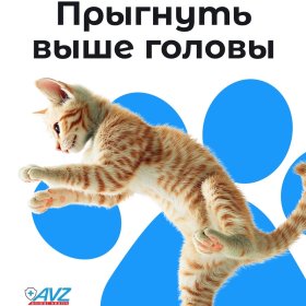 Прыгнуть выше головы Прыгнуть выше головы