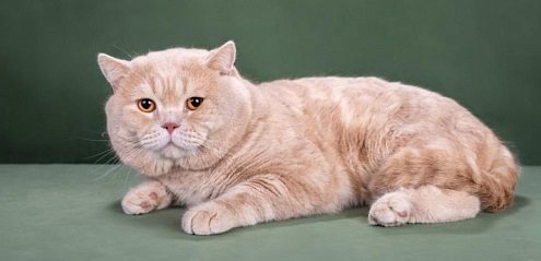 Шотландская прямоухая кошка (скоттиш-страйт)