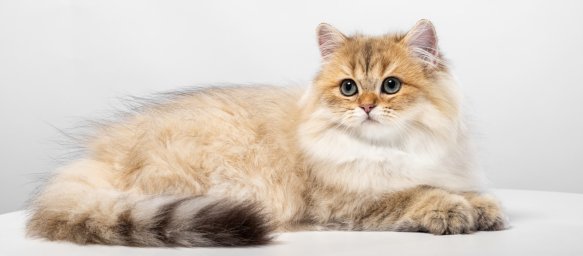 Британская длинношерстная кошка Британская длинношерстная кошка