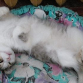 Коту Яше нужен дом! 0
