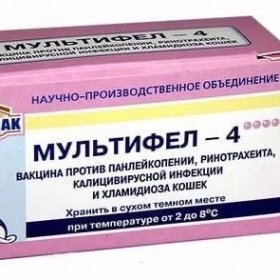 Владельцы кошек массово жалуются на российскую вакцину &laquo;Мультифел&raquo;