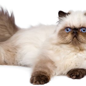 Гималайская кошка Гималайская кошка