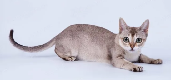 Сингапурская кошка Сингапурская кошка