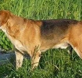Русская гончая Русская гончая