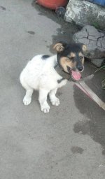 Щенку нужен дом