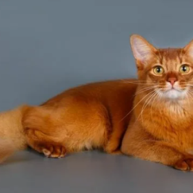 Сомалийская кошка Сомалийская кошка