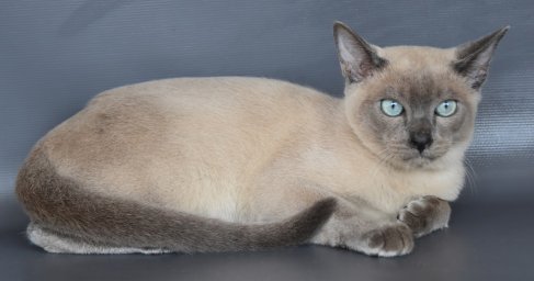 Тонкинская кошка Тонкинская кошка