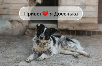 Досенька хочет домой! Досенька хочет домой!