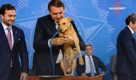 Бразилия с 2020 года ужесточила защиту домашних животных