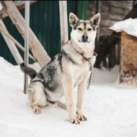 Хочу домой! 2