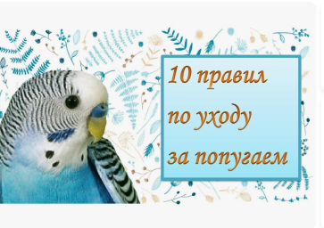 Как ухаживать за попугаями Как ухаживать за попугаями