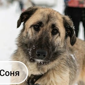 Красавица Соня ищет дом! Красавица Соня ищет дом!