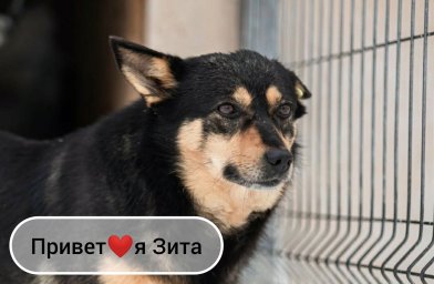 Зита ищет дом! Зита ищет дом!