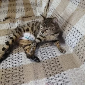 Кошка бенгалка в добрые руки