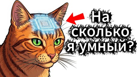 Как устроен кошачий интеллект Как устроен кошачий интеллект