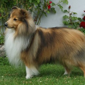 Шелти (мини-колли) Шелти (мини-колли)