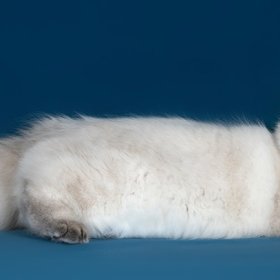 Невская маскарадная кошка Невская маскарадная кошка