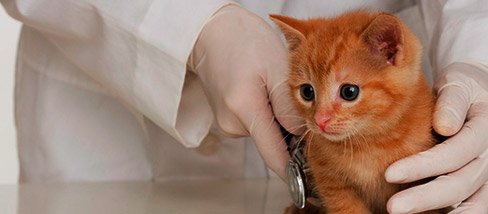 Зооветцентр по лечению животных и птиц "Пеликан"